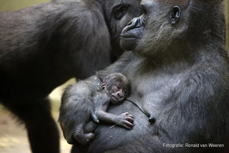 Gorilla geboren in ARTIS