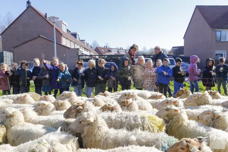 Stadsbegrazing in Hoorn door 250 schapen gestart