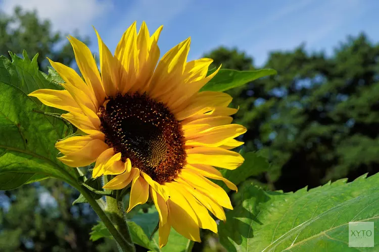 Zomerse zoektocht naar zonnebloemen