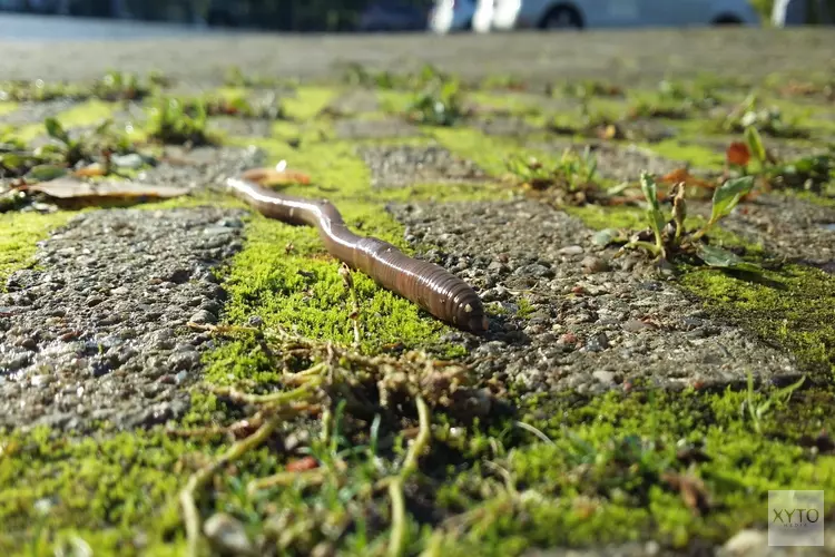 Zintuigelijk onderzoek naar kriebelbeestjes