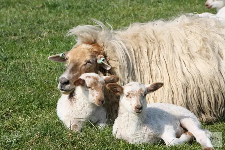 Lammetjes namenwedstrijd, MAK Blokweer