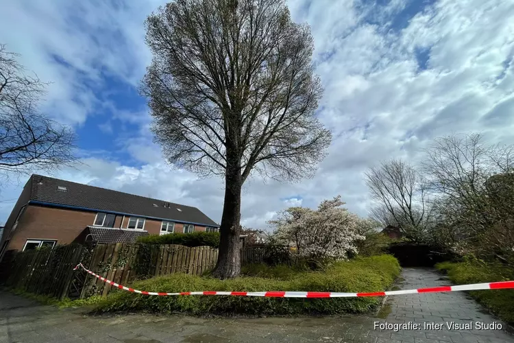 Drie woningen in Zwaag uit voorzorg ontruimd vanwege instabiele boom