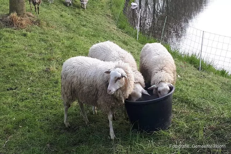 Opnieuw schapen in Hoorn voor begrazing bermen