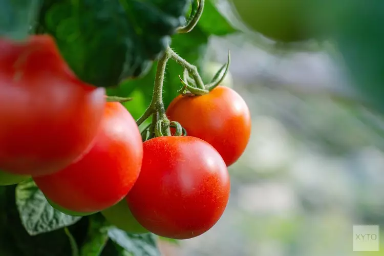 Minder tomaten en komkommers uit de kas door hoge energieprijzen