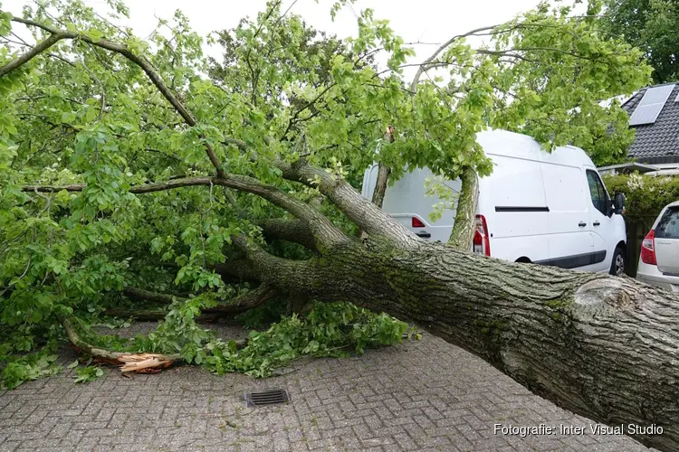 84 bomen langs de N240 per direct gekapt vanwege schade storm Poly