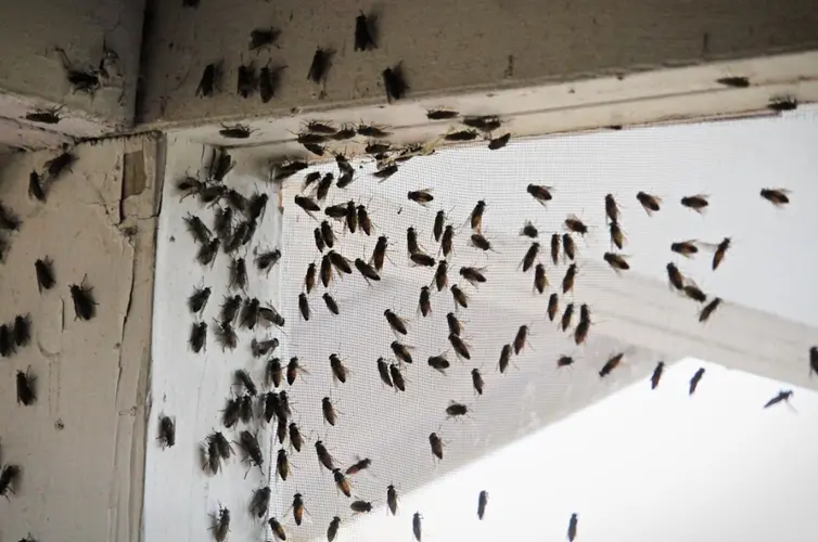 Het belang van snelle bestrijding van schimmel en klustervliegen