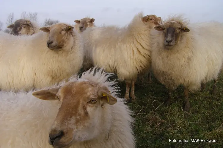 Middagje dieren verzorgen bij MAK Blokweer