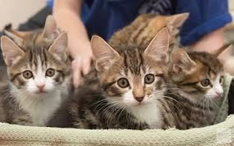 Dierenasiels in Den Helder en Hoorn overspoeld met kittens en zwangere poezen